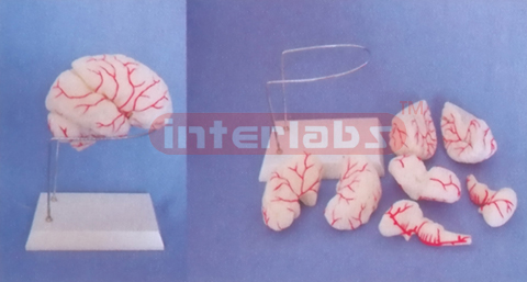 THE BRAIN MODEL W/ARTERIES BY COLOURED SEPARATION (DETACH PAINTED) WITH ROUND BASE